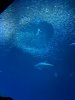 IMG_6055.jpeg
