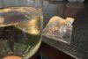 IMG_4565.jpeg