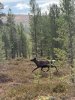IMG_1398.jpeg