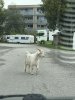 IMG_1443.jpeg